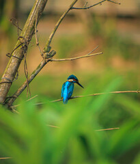 kingfisher on a branch