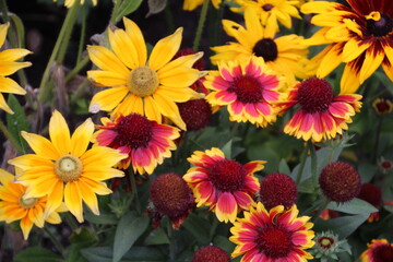 Fototapeta premium yellow and red flowers, Banff National Park, Alberta