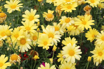 Fototapeta premium yellow flowers background