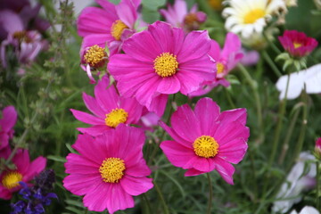 Flowers Of Autumn, Banff National Park, Alberta