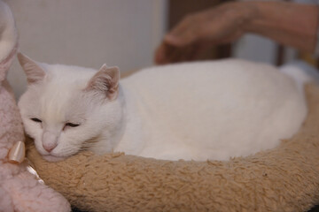 白の保護猫（a cute white rescued cat）