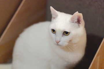 白の保護猫（a cute white rescued cat）