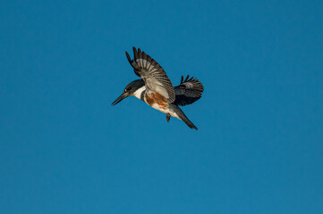 Belted King Fisher close up