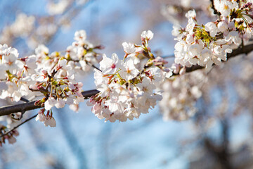 Obraz premium 満開の桜と桜の蕾と青空 日本 