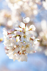 満開の桜と桜の蕾と青空　日本　
