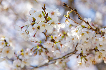 満開の桜と桜の蕾と青空　日本　