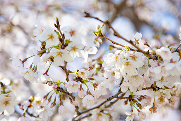 満開の桜と桜の蕾と青空　日本　