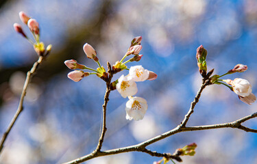 満開の桜と桜の蕾と青空　日本　