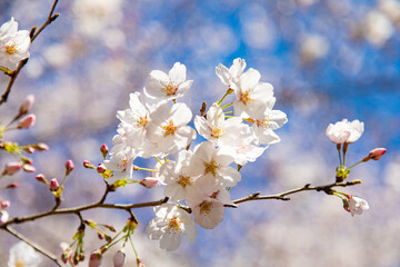 満開の桜と桜の蕾と青空　日本　