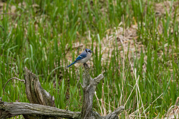 Bluejay on Driftwood