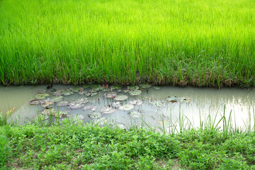Natural view of green rice field along with lotus pond