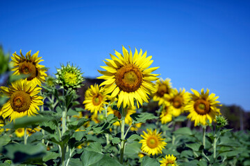 Fototapeta premium sunflowers in the garden, flowers image