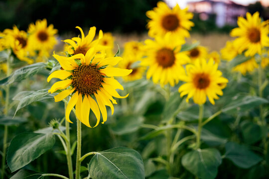 sunflowers in the garden, flowers image