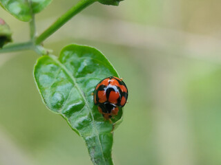 Fototapeta premium Diekeana admirabilis&nbsp;is a species of&nbsp;beetle&nbsp;in the family&nbsp;Coccinellidae, formerly placed in the genus&nbsp;Epilachna.