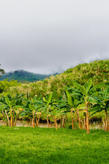 Fototapeta na wymiar landscape of banana trees in Colombia with mountains. vertical photo
