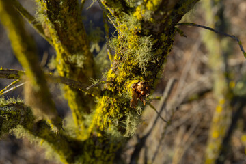 Sticks of a tree covered with a green fosforescent noss