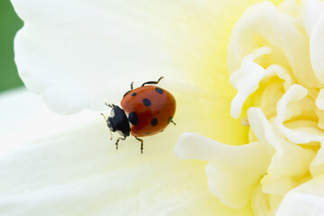 Ice Daffodil Ladybug 04