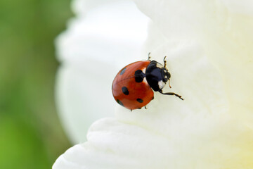 Ice Daffodil Ladybug 12