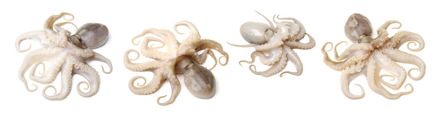 Octopus on a white background