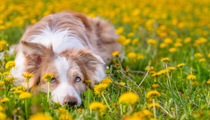 Australian Shepherd lies on a dandelion field and looks away