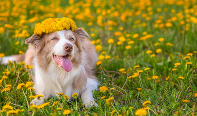  A blue-eyed red border collie dog wearing a wreath of dandelions on his head lies on a field of yellow vts with his tongue sticking out. Place for text. Stretched panoramic image for banner