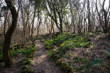 bare trees and fern in winter forest