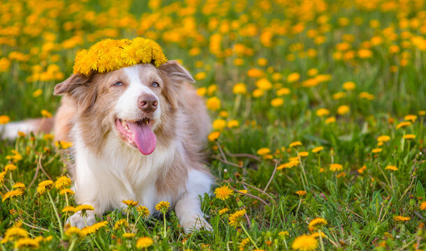  A blue-eyed red border collie dog wearing a wreath of dandelions on his head lies on a field of yellow vts with his tongue sticking out. Place for text. Stretched panoramic image for banner