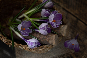Rustic still life with blooming crocuses in a wicker basket on a wooden background. Top view.