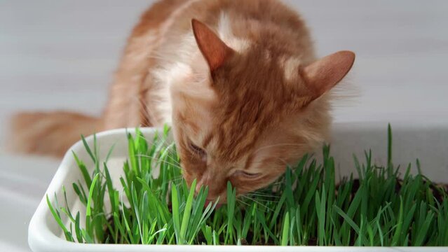 Red cat on a spring sunny day eats green grass grown in a flowerpot, vegetarian food green grass sprouts for a red cat vitamins in spring.