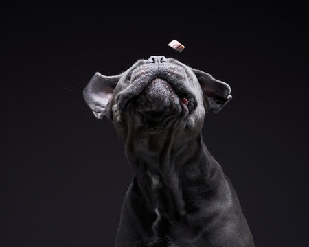 dog on a black background. Blue, Gray Intalian Cane-Corso catches a piece of food