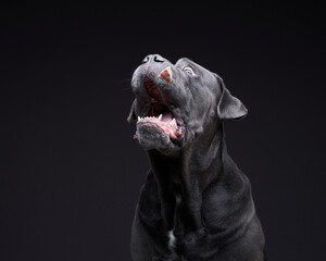 dog on a black background. Blue, Gray Intalian Cane-Corso catches a piece of food