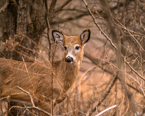 Doe White-Tailed deer scanning the forest