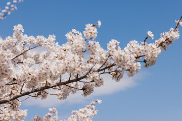 Cherry blossom branch