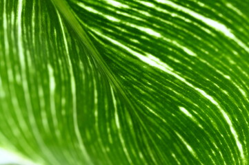 close up geen leaf, natural background