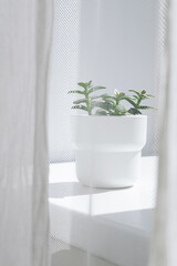 Home plant succulent in white pot at windowsill.