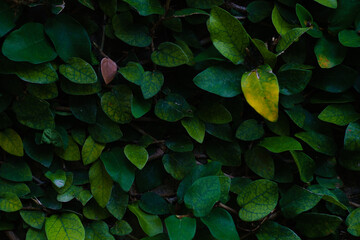 green leaves background wallpaper