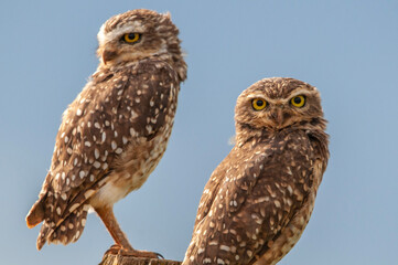 great horned owl