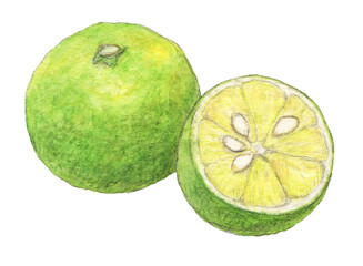 すだち　手描き水彩色鉛筆イラスト