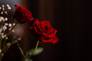 Red roses on a  dark background