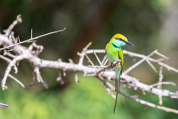 bee eater