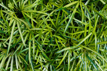 green leaves background