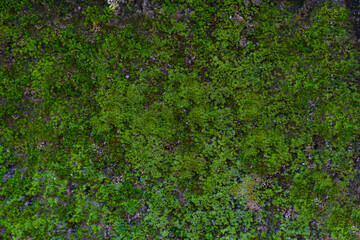 moss wall texture