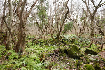 mossy rocks and fern in deep forest
