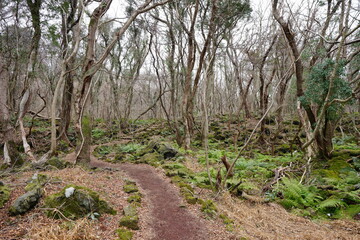 fern and path in winter forest