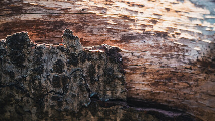 Tree bark