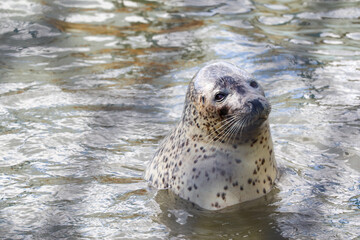 わっかりうむのアザラシ © HYP LLC