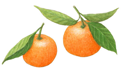 葉付きみかん　水彩色鉛筆フルーツイラスト