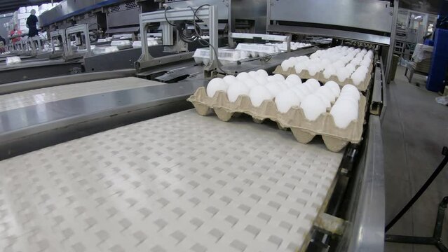 Eggs are moving along the production line. Sorting shop at a poultry farm. Agro-industrial company.