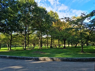 Thin trees in the park