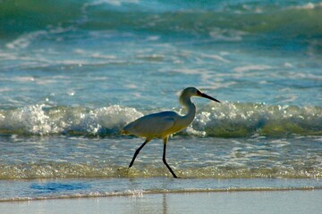 Birds of Panama Cty Beach Florida